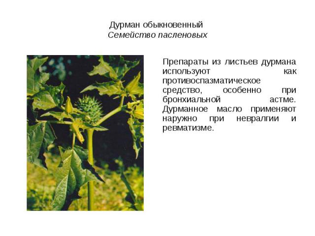 Дурман обыкновенный Семейство пасленовыхПрепараты из листьев дурмана используют как противоспазматическое средство, особенно при бронхиальной астме. Дурманное масло применяют наружно при невралгии и ревматизме.