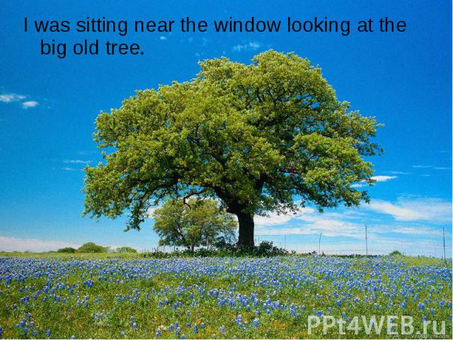 I was sitting near the window looking at the big old tree.
