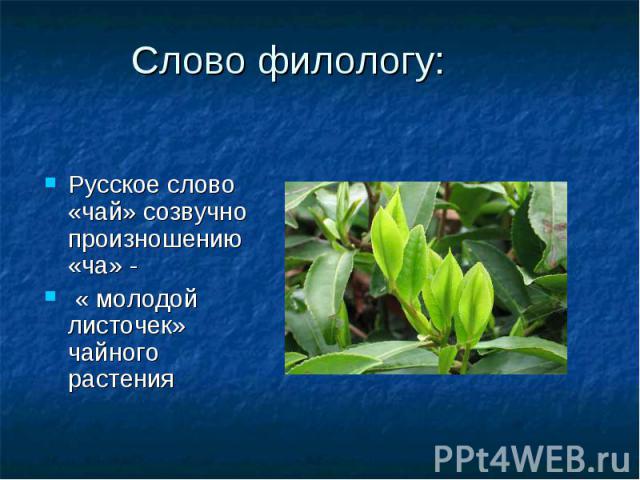 Слово филологу:Русское слово «чай» созвучно произношению «ча» - « молодой листочек» чайного растения
