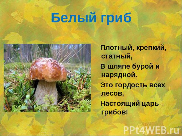 Белый гриб Плотный, крепкий, статный, В шляпе бурой и нарядной. Это гордость всех лесов, Настоящий царь грибов! 