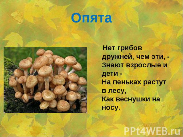 Опята Нет грибов дружней, чем эти, -Знают взрослые и дети - На пеньках растут в лесу,Как веснушки на носу.