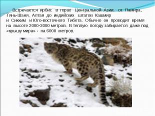         Встречается  ирбис   в  горах   Центральной  Азии:   от  Памира,   Тянь-