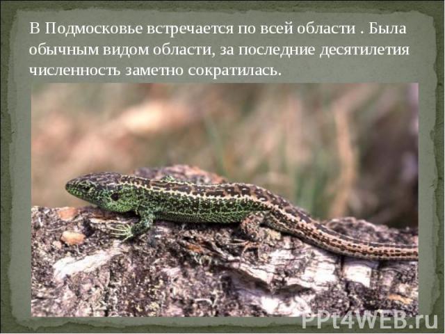 В Подмосковье встречается по всей области . Была обычным видом области, за последние десятилетия численность заметно сократилась.