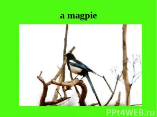 a magpie