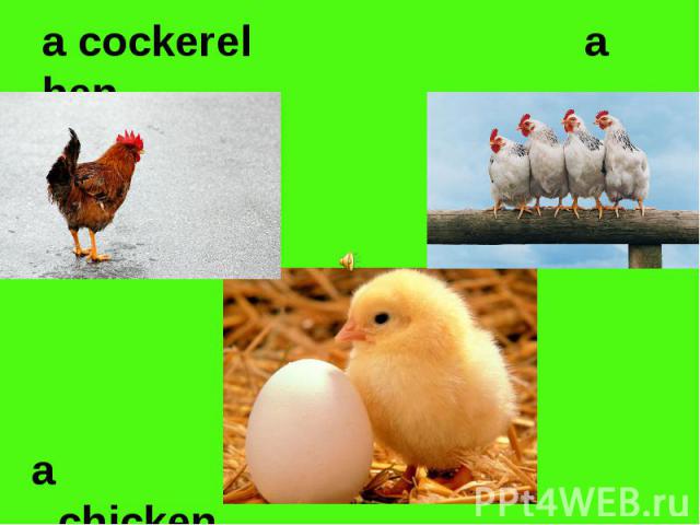 a cockerel a hena chicken