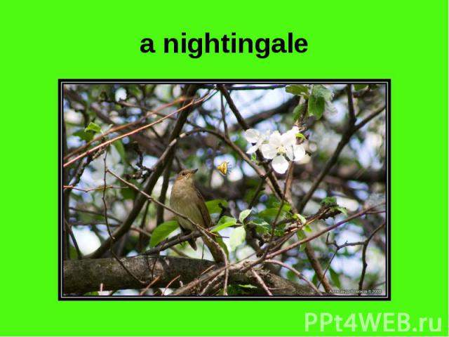 a nightingale
