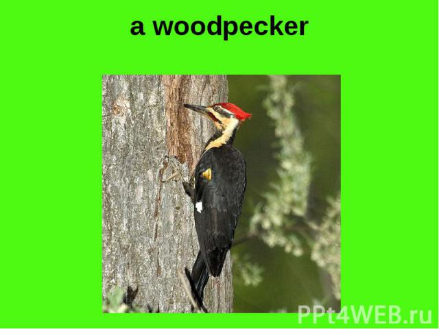 a woodpecker