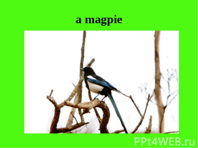 a magpie