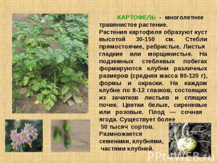 КАРТОФЕЛЬ - многолетнее травянистое растение. Растения картофеля образуют куст в