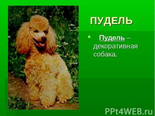 ПУДЕЛЬ Пудель – декоративная собака.