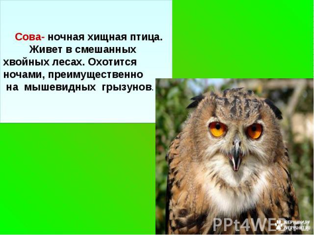 Сова- ночная хищная птица. Живет в смешанных хвойных лесах. Охотится ночами, преимущественно на мышевидных грызунов.