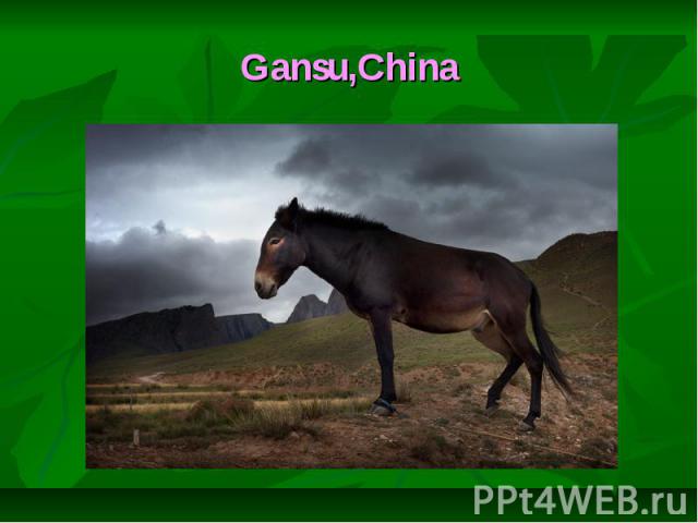 Gansu,China