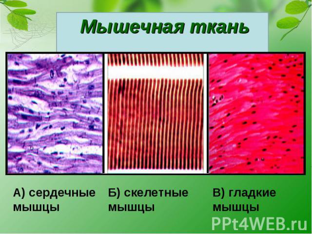 Мышечная ткань А) сердечные мышцыБ) скелетныемышцыВ) гладкиемышцы