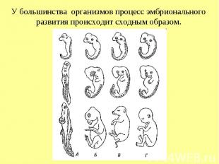 У большинства организмов процесс эмбрионального развития происходит сходным обра