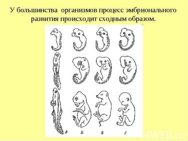 У большинства организмов процесс эмбрионального развития происходит сходным образом.