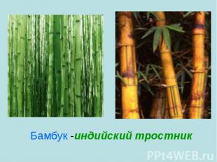 Бамбук -индийский тростник