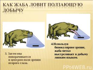 Как жаба ловит ползающую добычу3. Затем она поворачивается и центром поля зрения