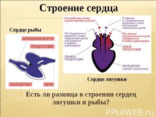 Строение сердцаСердце рыбыЕсть ли разница в строении сердец лягушки и рыбы?