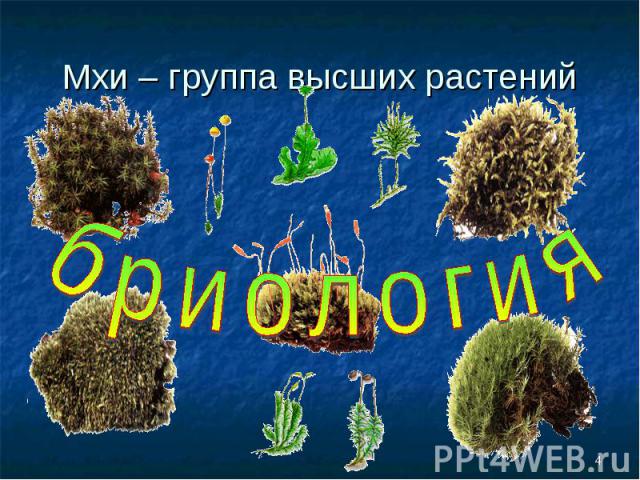 Мхи – группа высших растенийбриология