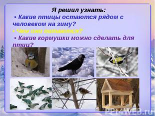 Я решил узнать: ▪ Какие птицы остаются рядом с человеком на зиму? ▪ Чем они пита