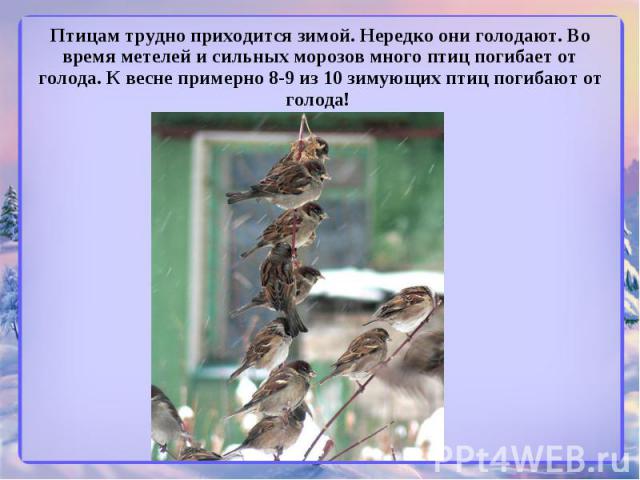 Птицам трудно приходится зимой. Нередко они голодают. Во время метелей и сильных морозов много птиц погибает от голода. К весне примерно 8-9 из 10 зимующих птиц погибают от голода!