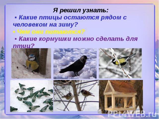Я решил узнать: ▪ Какие птицы остаются рядом с человеком на зиму? ▪ Чем они питаются? ▪ Какие кормушки можно сделать для птиц?
