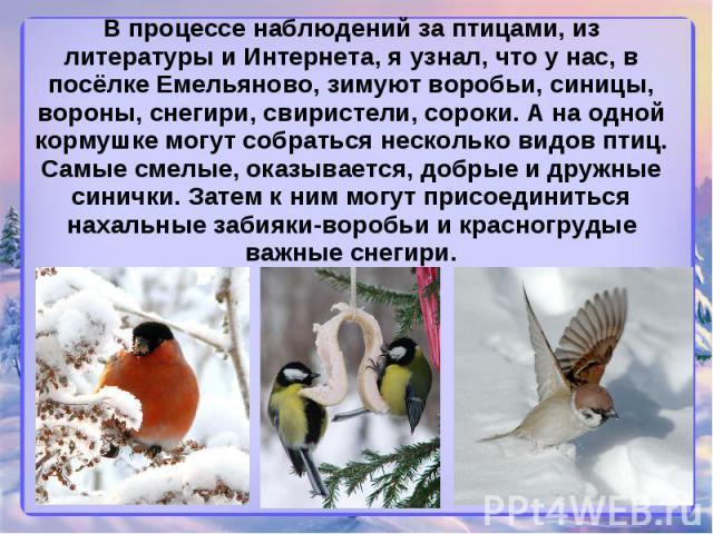 В процессе наблюдений за птицами, из литературы и Интернета, я узнал, что у нас, в посёлке Емельяново, зимуют воробьи, синицы, вороны, снегири, свиристели, сороки. А на одной кормушке могут собраться несколько видов птиц. Самые смелые, оказывается, …