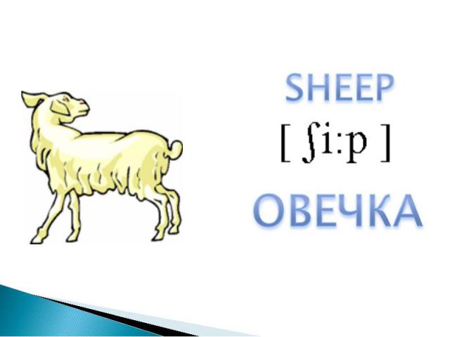 SHEEPОВЕЧКА