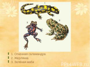 1. Огненная саламандра2. Жерлянка3. Зелёная жаба