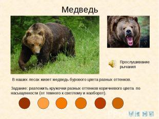МедведьВ наших лесах живет медведь бурового цвета разных оттенков.Задание: разло
