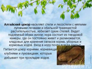 Алтайский цокор населяет степи и лесостепи с мягкими луговыми почвами и обильной