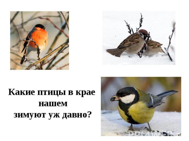 Какие птицы в крае нашемзимуют уж давно?