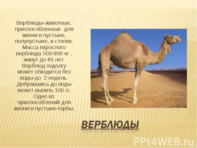 Верблюды-животные, приспособленные для жизни в пустыне, полупустыне, и степях. Масса взрослого верблюда 500-800 кг , живут до 40 лет. Верблюд подолгу может обходится без воды-до 2 недель. Добравшись до воды может выпить 100 л. Одно из приспособлений…