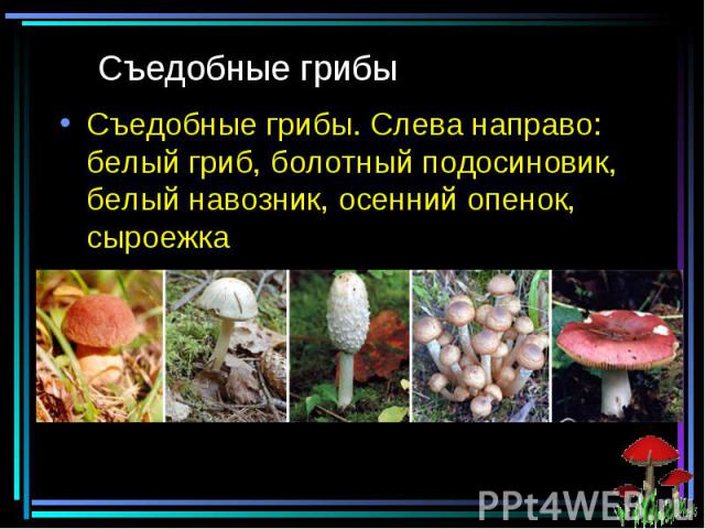 Съедобные грибы Съедобные грибы. Слева направо: белый гриб, болотный подосиновик, белый навозник, осенний опенок, сыроежка