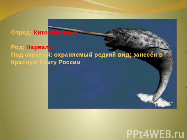 Отряд: Китообразные Род: Нарвалы Под охраной: охраняемый редкий вид; занесён в Красную Книгу России