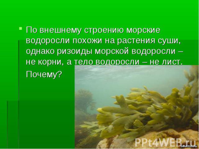 По внешнему строению морские водоросли похожи на растения суши, однако ризоиды морской водоросли – не корни, а тело водоросли – не лист. Почему?