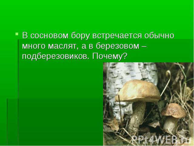 В сосновом бору встречается обычно много маслят, а в березовом – подберезовиков. Почему?