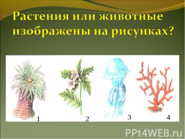 Растения или животные изображены на рисунках?