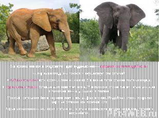 В настоящее время существуют два вида слонов — африканский и индийский. На первы