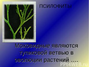 ПСИЛОФИТЫМоховидные являются тупиковой ветвью в эволюции растений ….