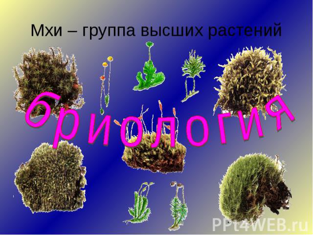 Мхи – группа высших растенийбриология