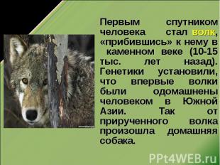 Первым спутником человека стал волк, «прибившись» к нему в каменном веке (10-15