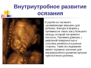 Внутриутробное развитие осязания В утробе не так много «развивающих игрушек» для