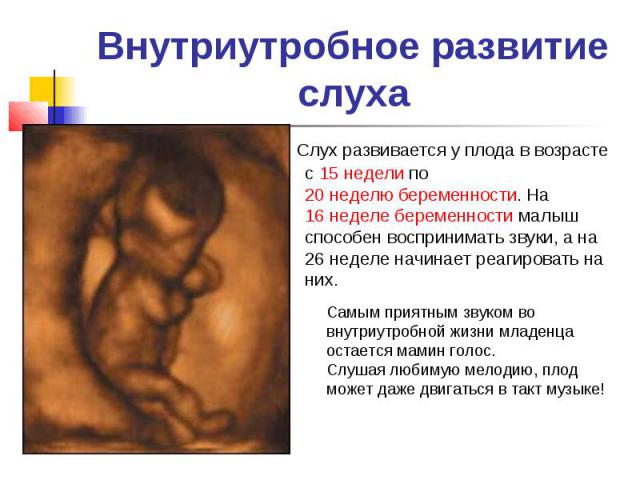 Внутриутробное развитие слуха Слух развивается у плода в возрасте с 15 недели по 20 неделю беременности. На 16 неделе беременности малыш способен воспринимать звуки, а на 26 неделе начинает реагировать на них. Самым приятным звуком во внутриутробной…