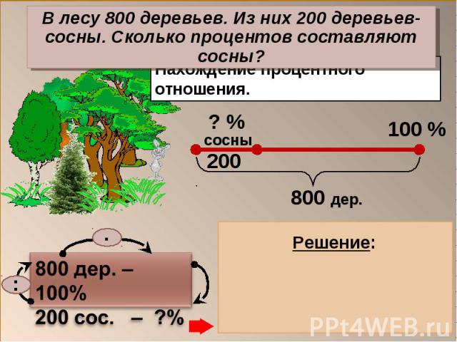В лесу 800 деревьев. Из них 200 деревьев-сосны. Сколько процентов составляют сосны?