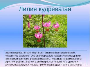 Лилия кудреватая Лилия кудреватая или мартагон - многолетнее травянистое, лукови