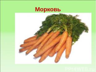 Морковь