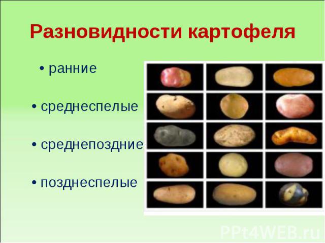 Разновидности картофеля • ранние• среднеспелые • среднепоздние • позднеспелые