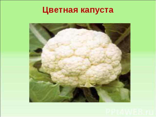 Цветная капуста