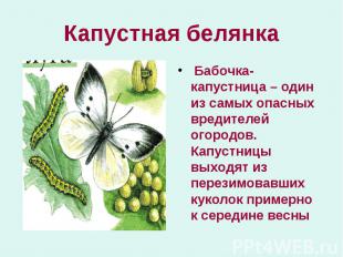 Капустная белянка Бабочка-капустница – один из самых опасных вредителей огородов